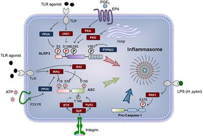 Regulation of NLRP3 Inflammasome by Phosphorylation